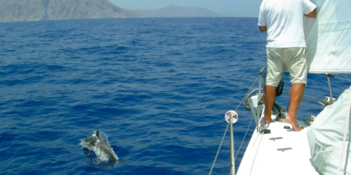 Delfino navigazione barca vela
